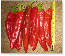 thumbnail image 2 of TexasHomeGrownSeeds Heirloom Hatch Chile Pepper Seed Combo - 200 Seeds Total (4 Varieties, 50 Seeds Each) 2 of 6