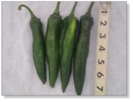 Hatch Lumbre Chile Pepper Seed