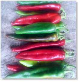 Giuzeppi Chile Pepper Seed