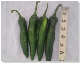 Hatch Lumbre Chile Pepper Seed