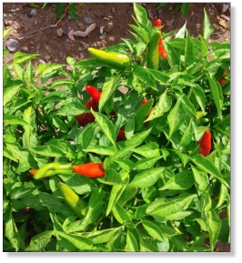 Hatch Mira Sol Chile Pepper Seed
