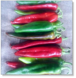 Hatch Giuzeppi Chile Pepper Seed