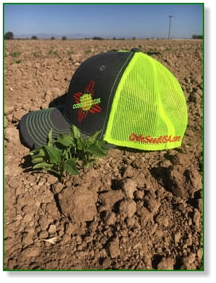 Chile Connection Hats